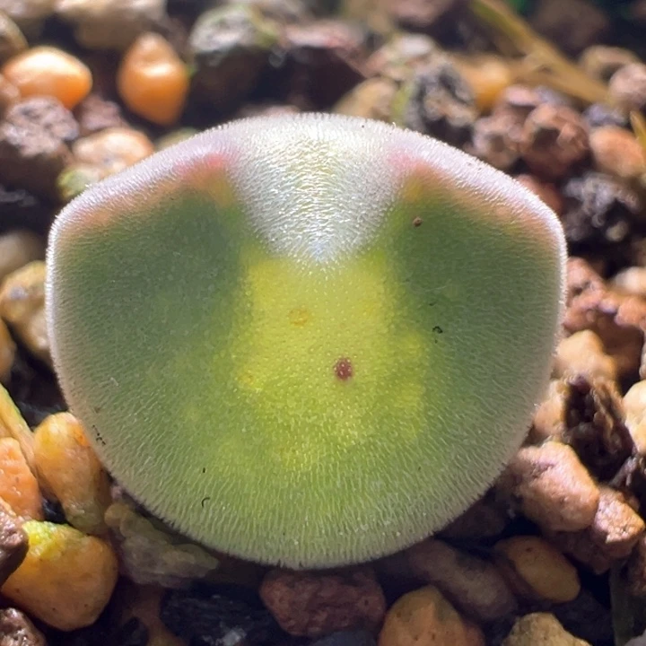 742。 青蛙种源优选两年小胖球大眼空蝉。