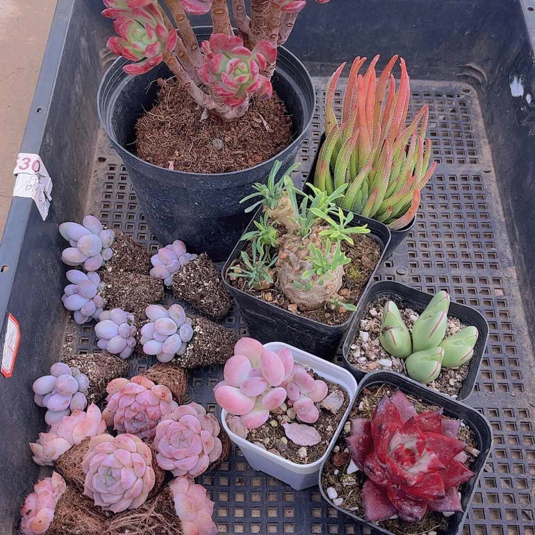 多肉398多肉植物