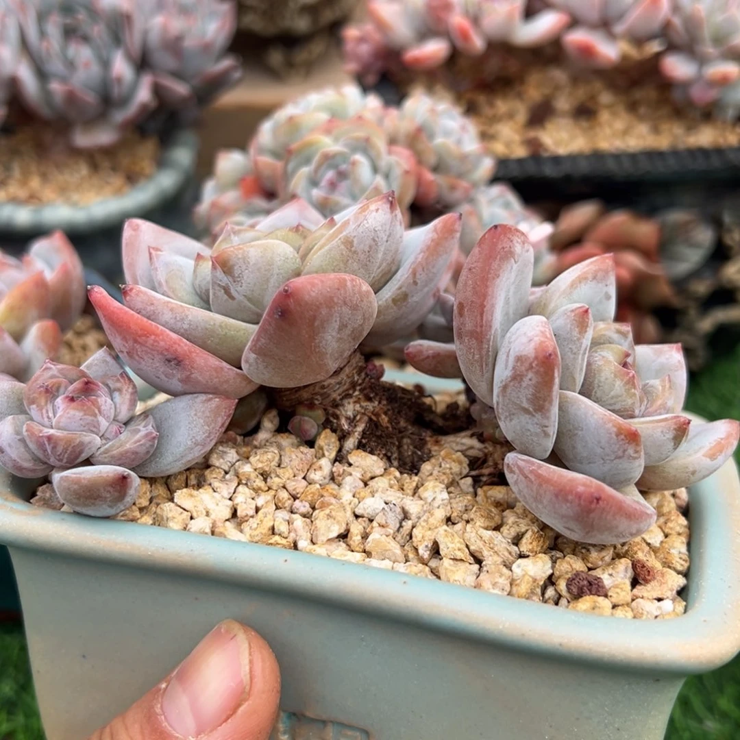 啊石榴籽星影小树福利