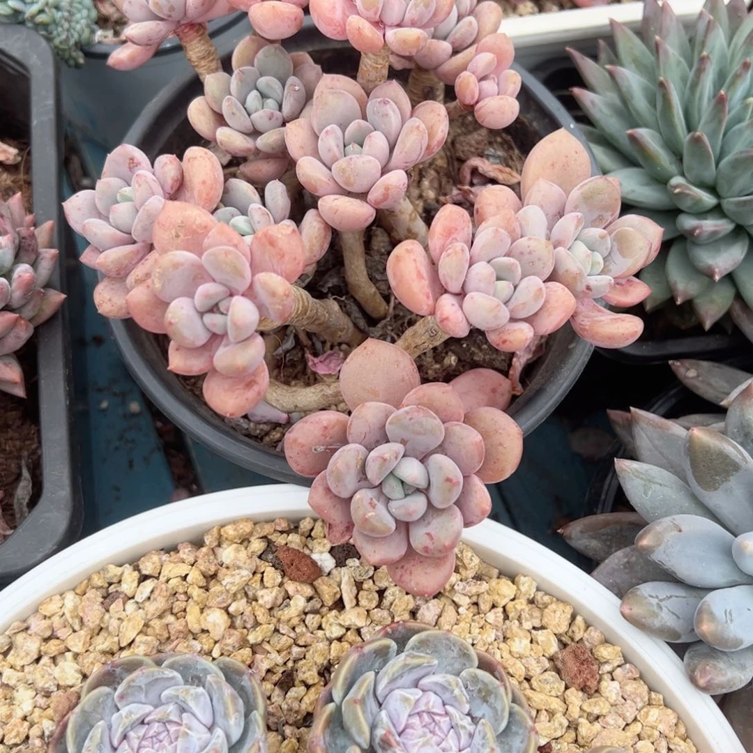 精品多肉植物老桩