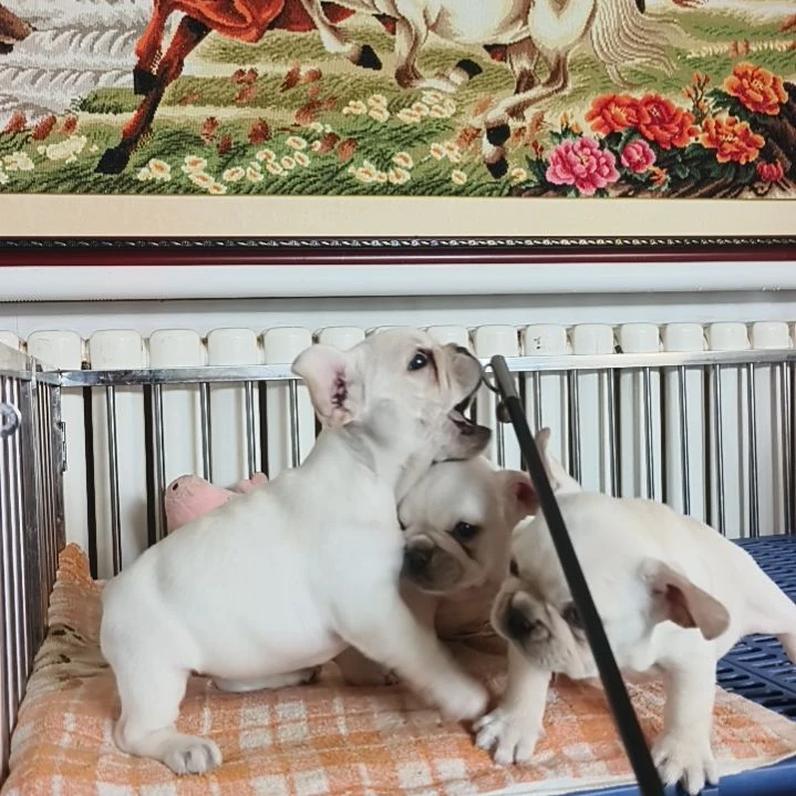 纯种小体法斗宝宝