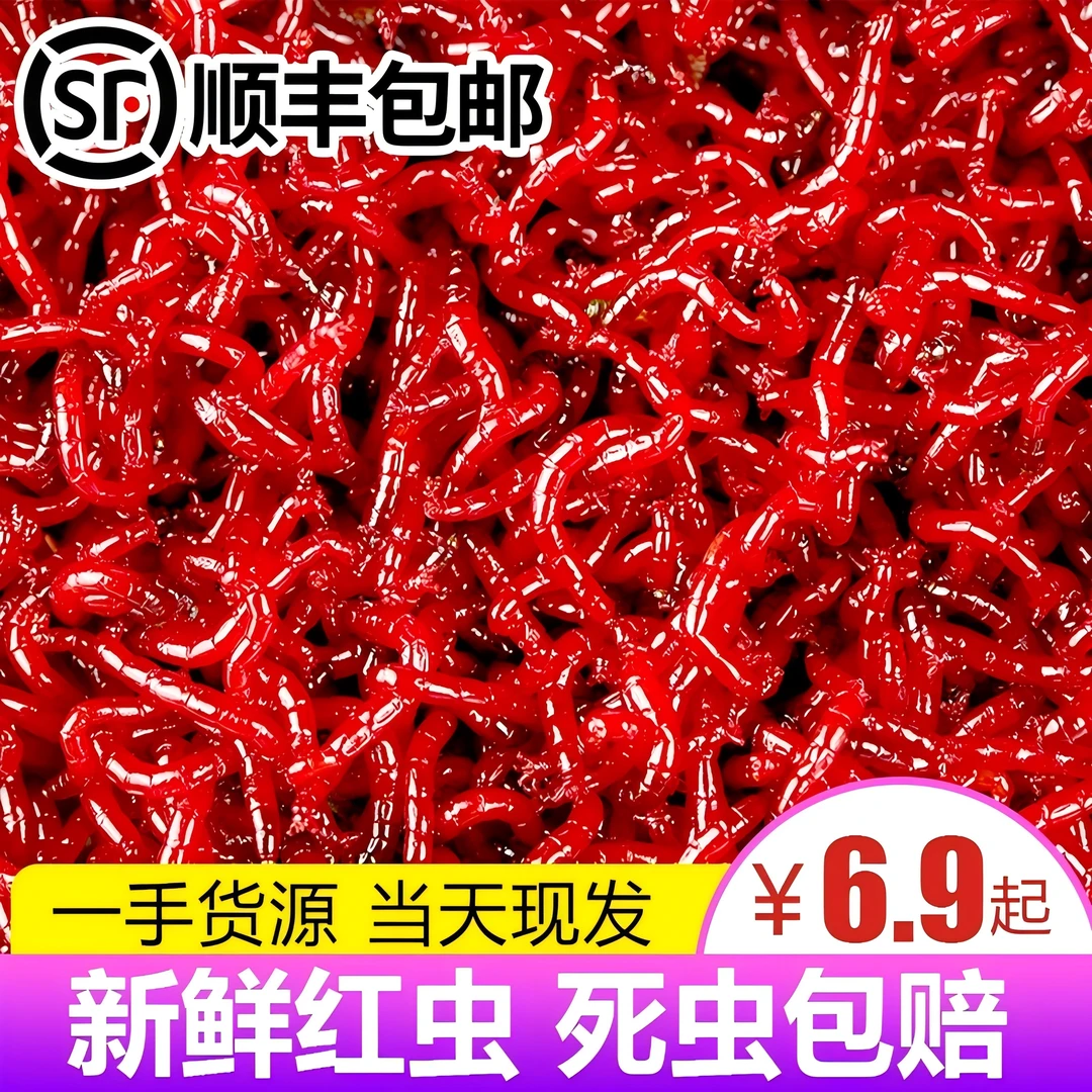 【顺丰包邮】鲜活红虫特大号活体活饵喂鱼拉饵鲫鱼野钓饵料钓鱼鱼饵