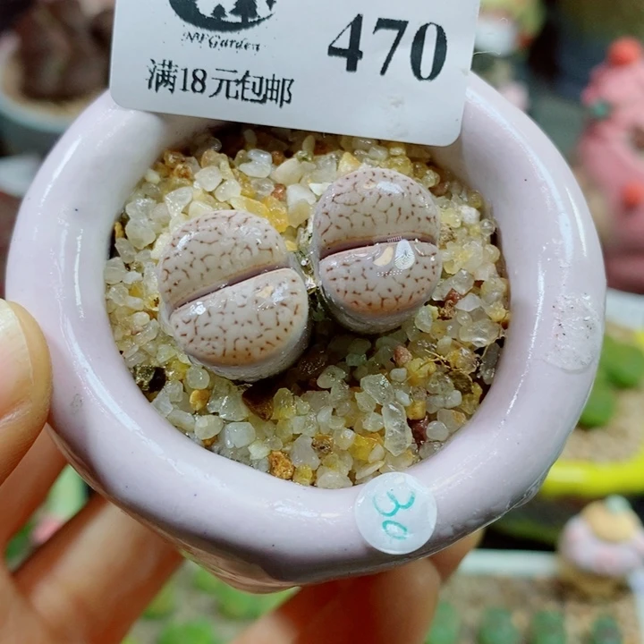 生石花花花花花花花花470