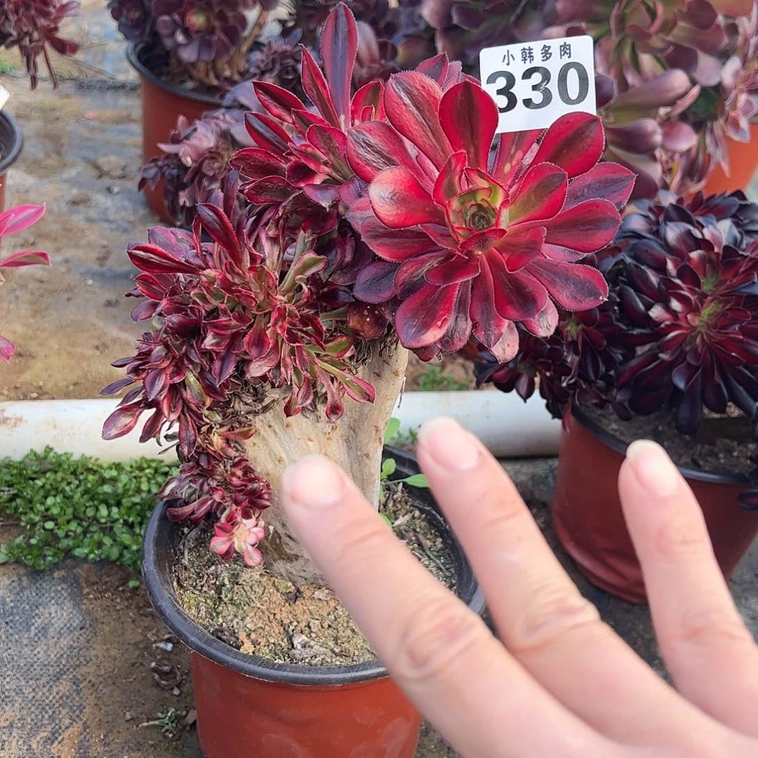 330香儿缀化法师一颗