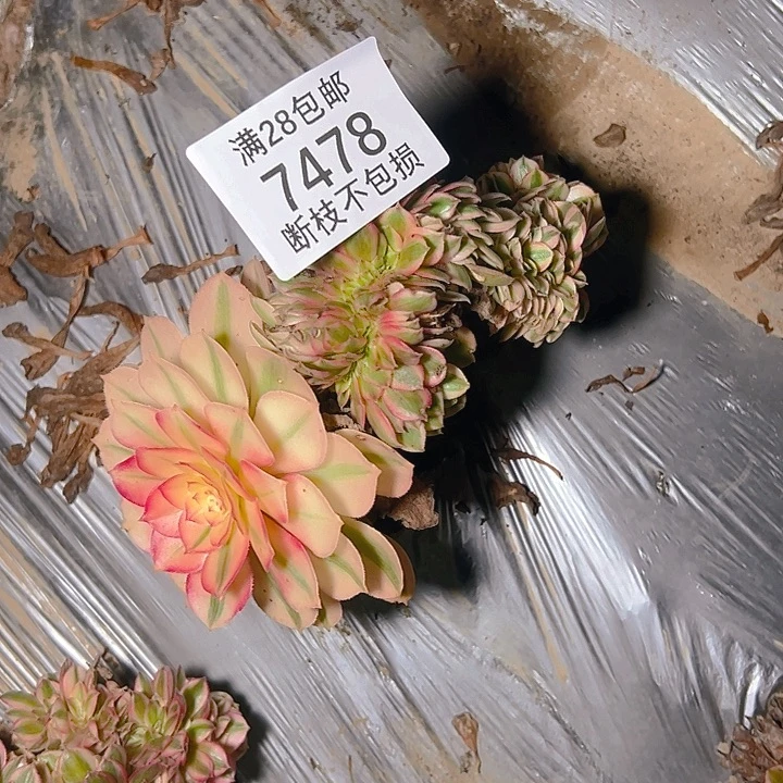7478倾城缀多肉植物