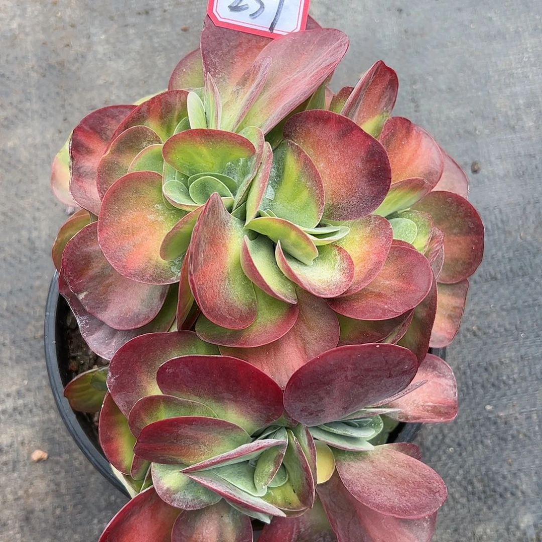 239号唐印锦缀，一物一拍