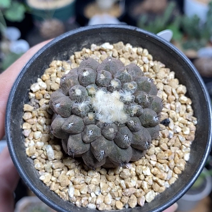 单头蜥蜴皮13号4.3cm