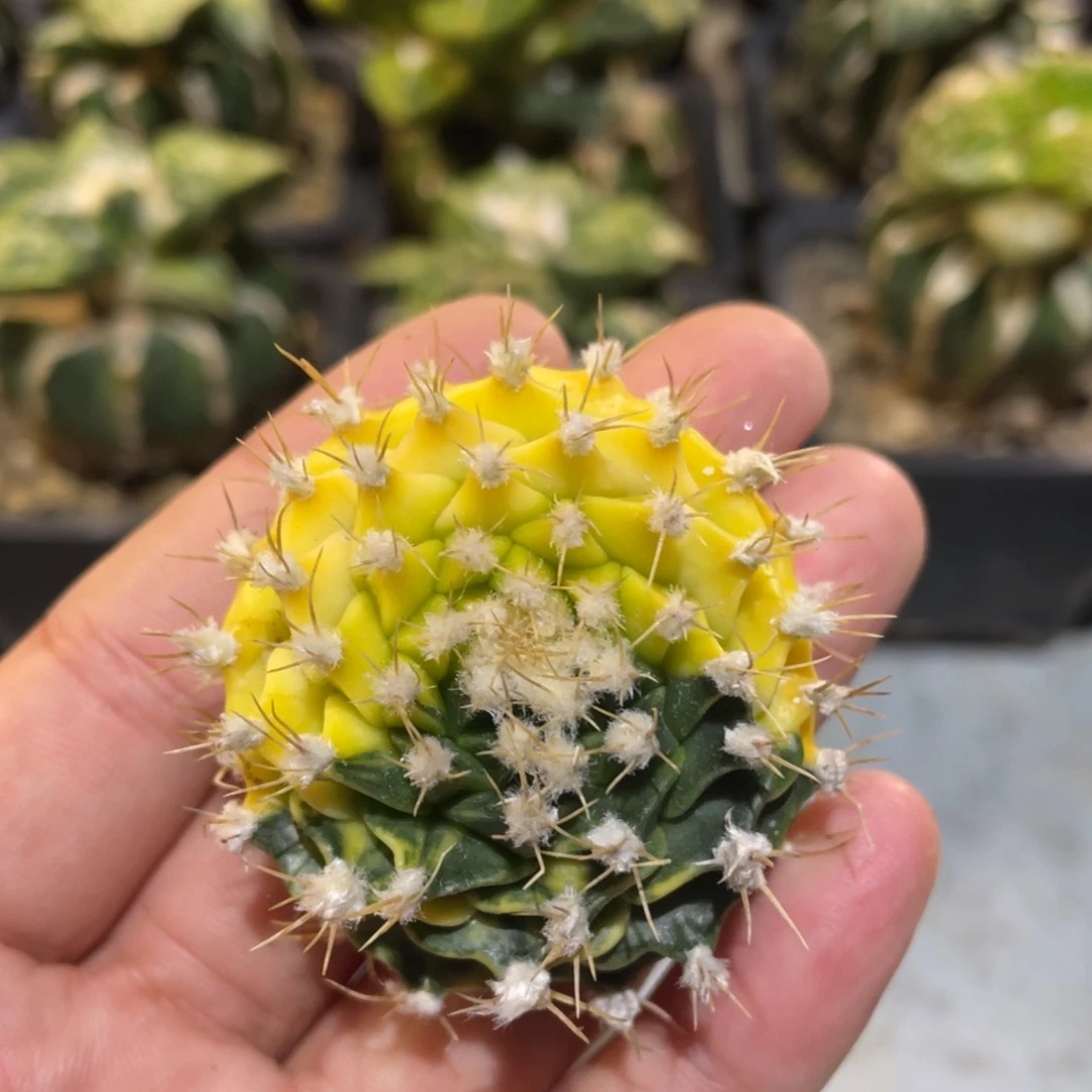 无花朵散斑阴阳帝冠锦无根005