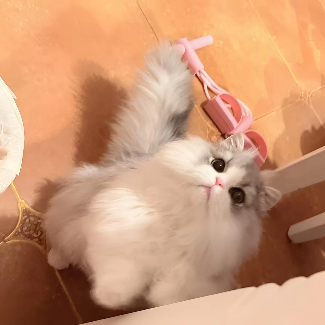 【叮当猫舍】米努特拿破仑 曼基康稀有色渐层 活体猫猫