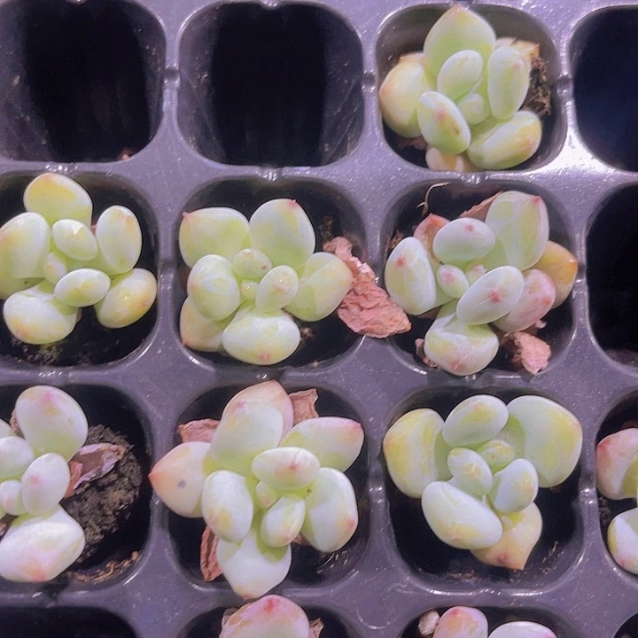 精品四代苹果奶多肉植物