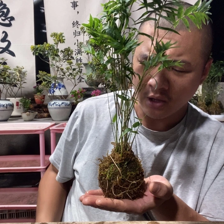 无花朵苔藓球小米竹一盆，纯水培。