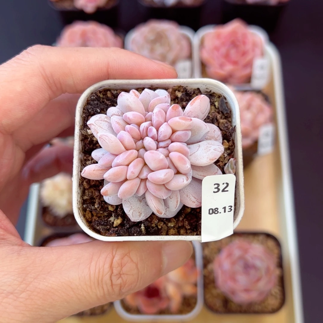 雪莲缀32、哈哈哈哈哈