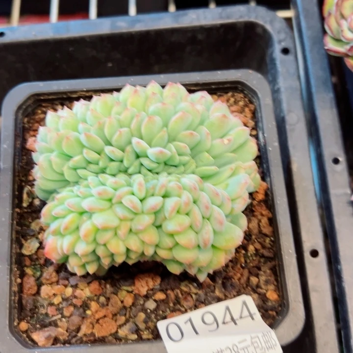 幸运的是我还没遇到你