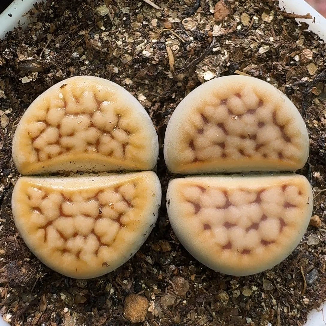 生石花111111。   233