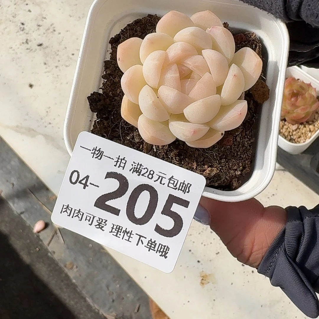 白桃汽水无盆土发货无