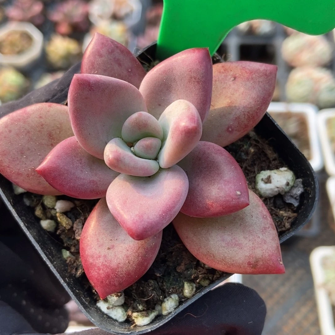 1025赫菲多肉植物保护