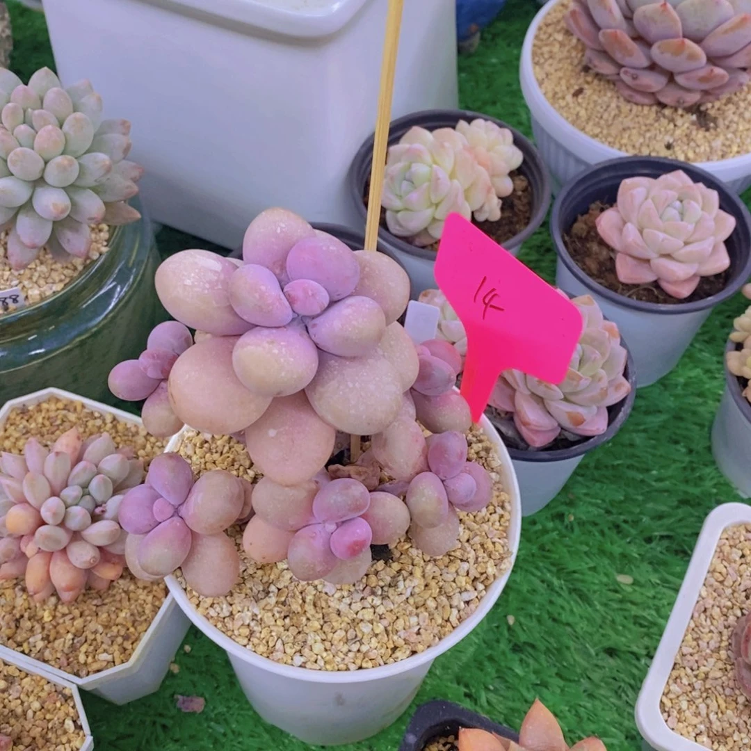 杨*⌯开心多肉植物多肉