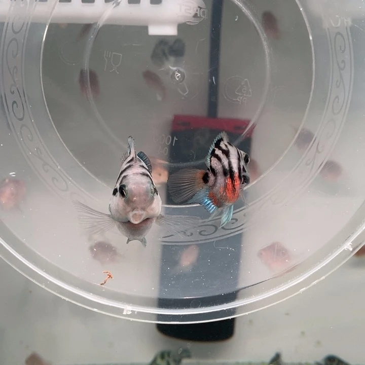 鹦鹉鱼种鱼摩卡一对包基因一赔三