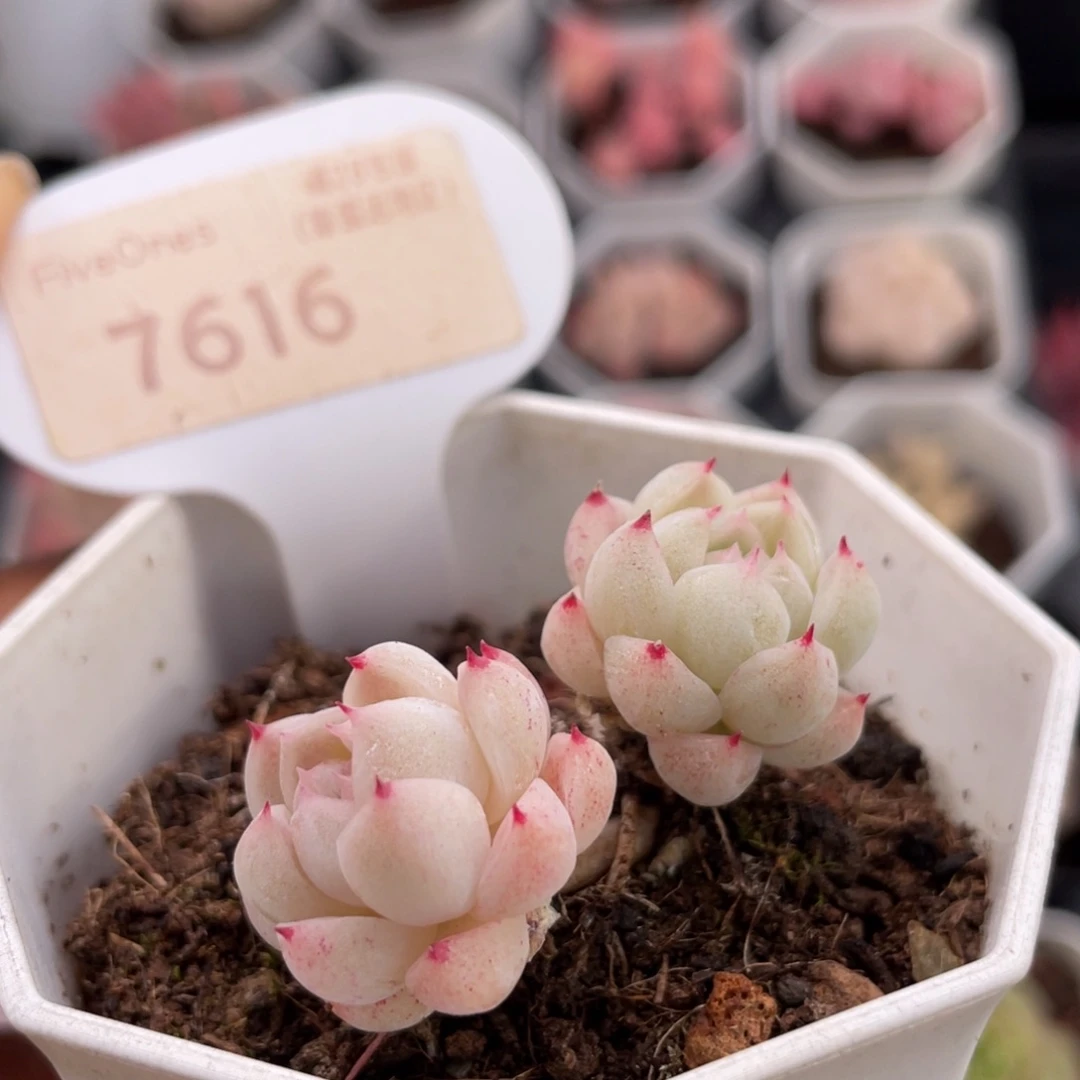 冰山7616-4.0厘米