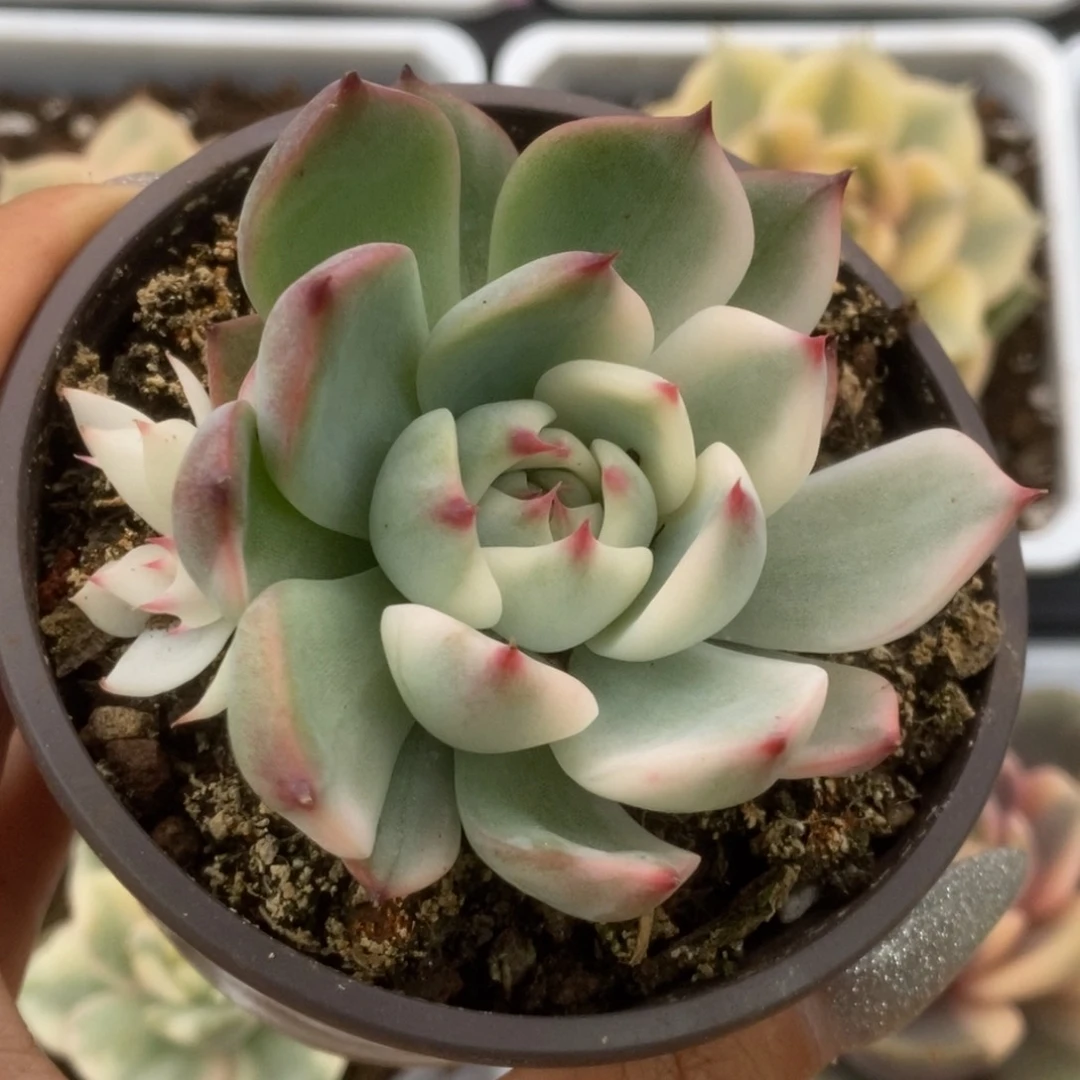 735锦锦锦锦锦锦锦