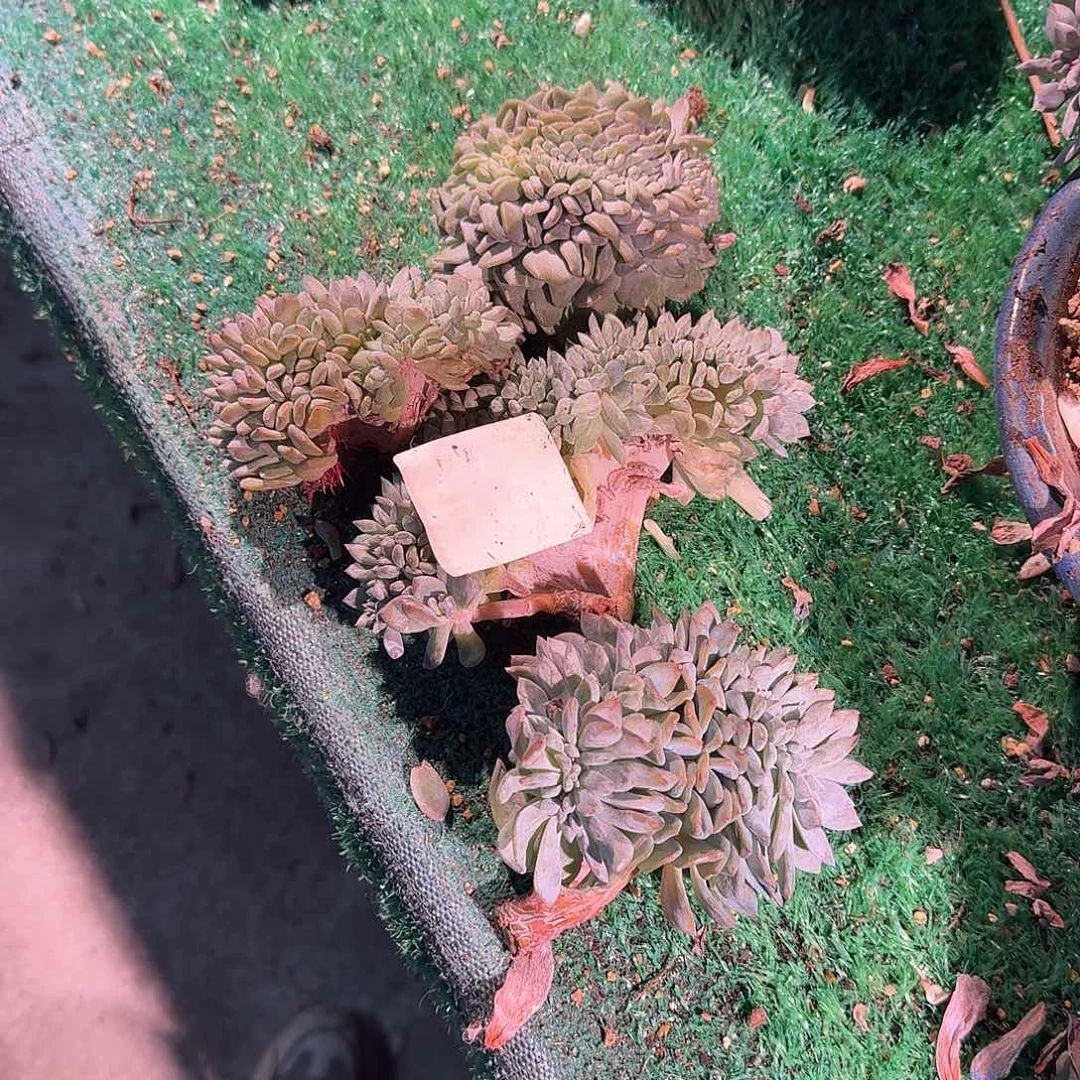 星影缀化有瑕呀呀呀