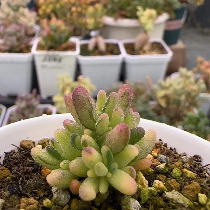 387-拉丝米粒锦植物枝干