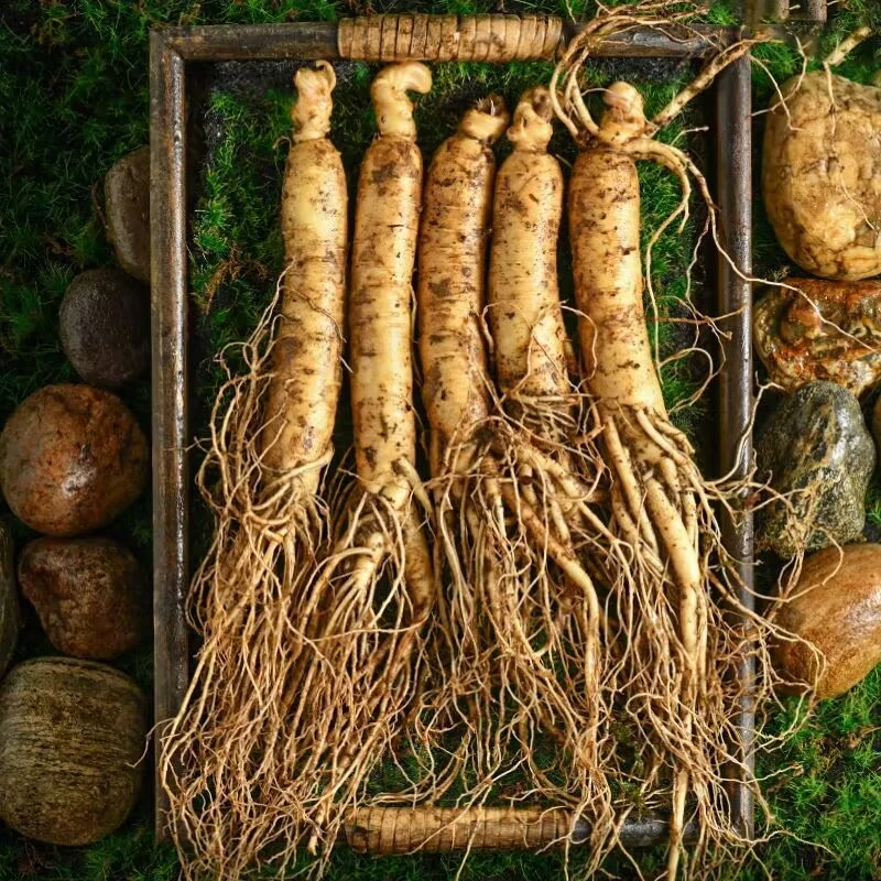 【10支大人参】 正宗长白山人参产地直发，品质保障，比拇指还大！