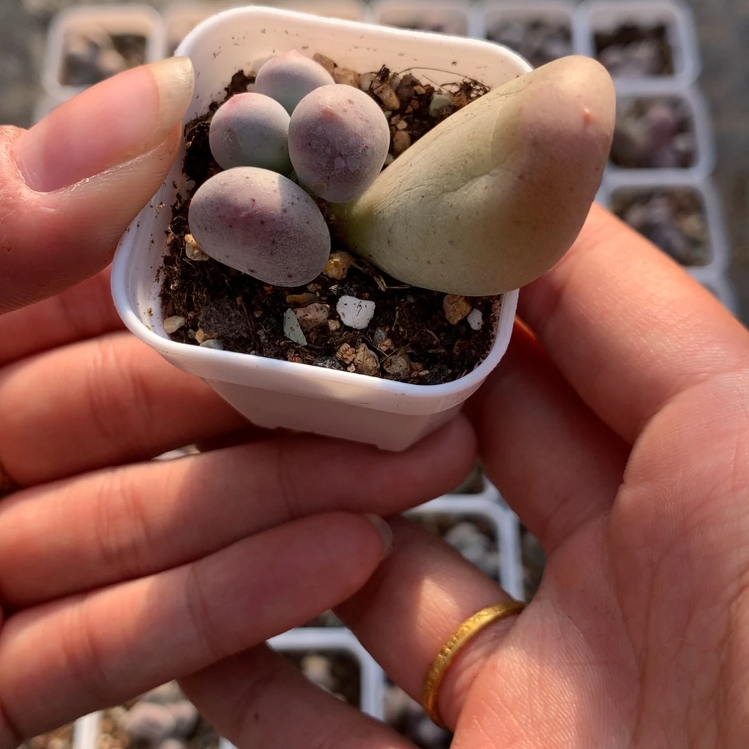 精品米可叶插苗多肉植物