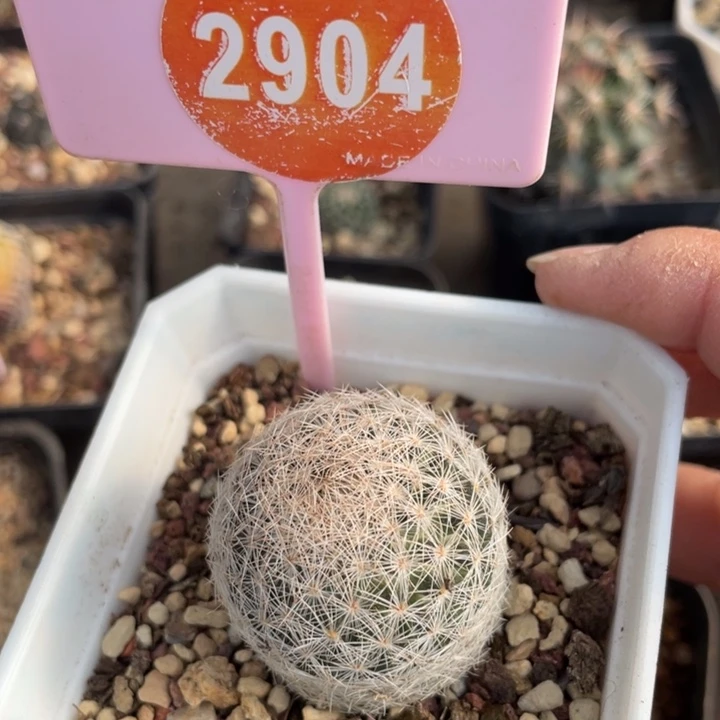 G***国实生美丽丸290400000