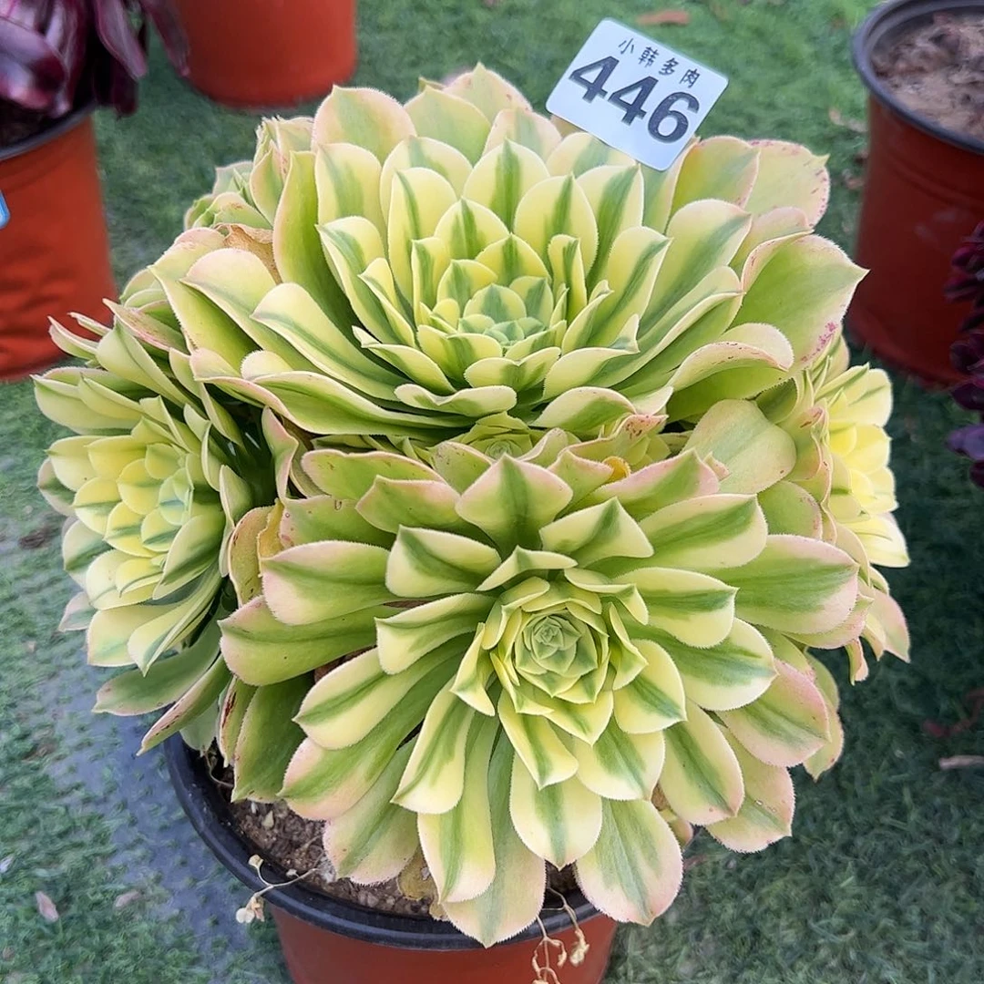 446辛尼亚一颗捧花