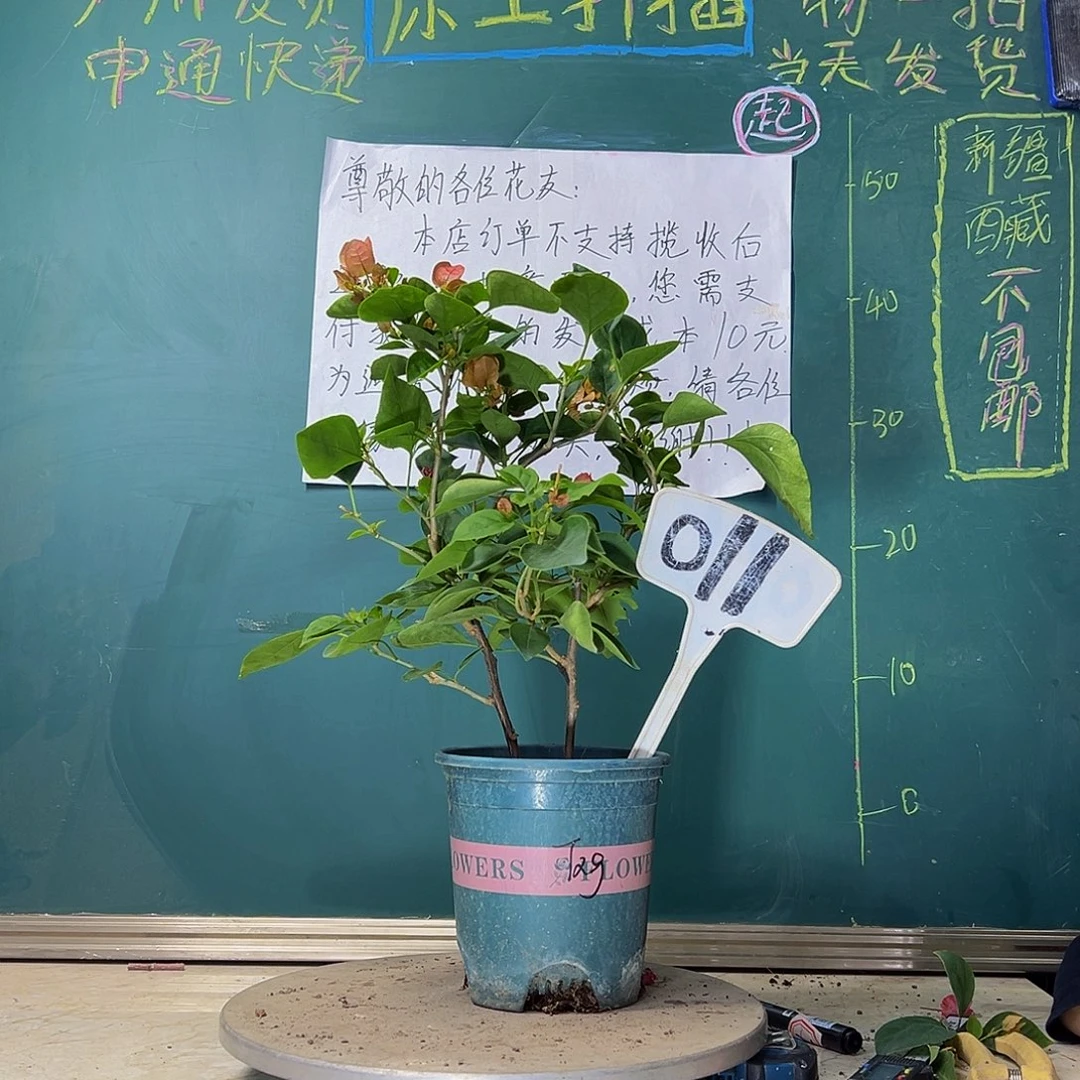 当前无花栽培后可以开花双杆 甜西瓜011