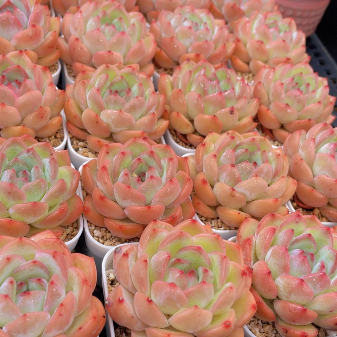 量拍8号 草莓杏仁单头一个