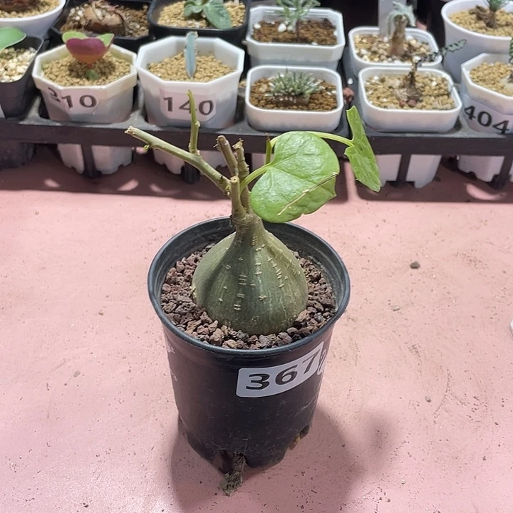 367银叶睡布袋块根