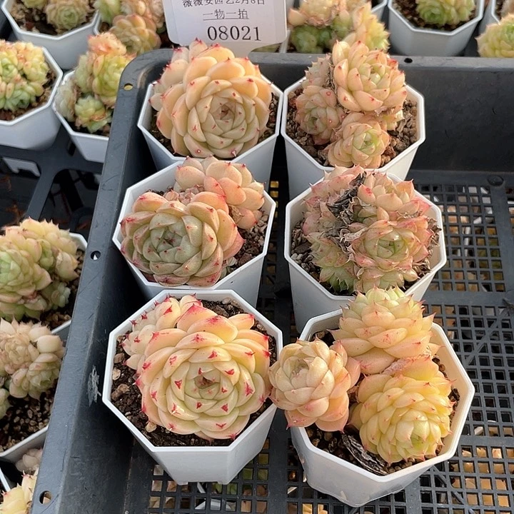 薇薇安园艺多肉08021