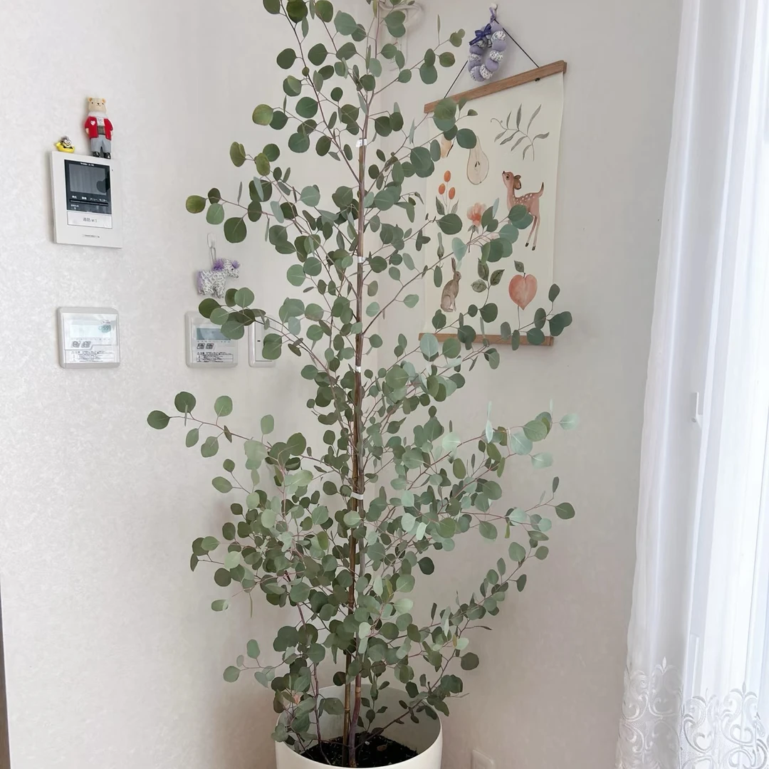 尤加利盆栽苹果桉网红阳台窗台花园观叶植物尤加利树室内绿植