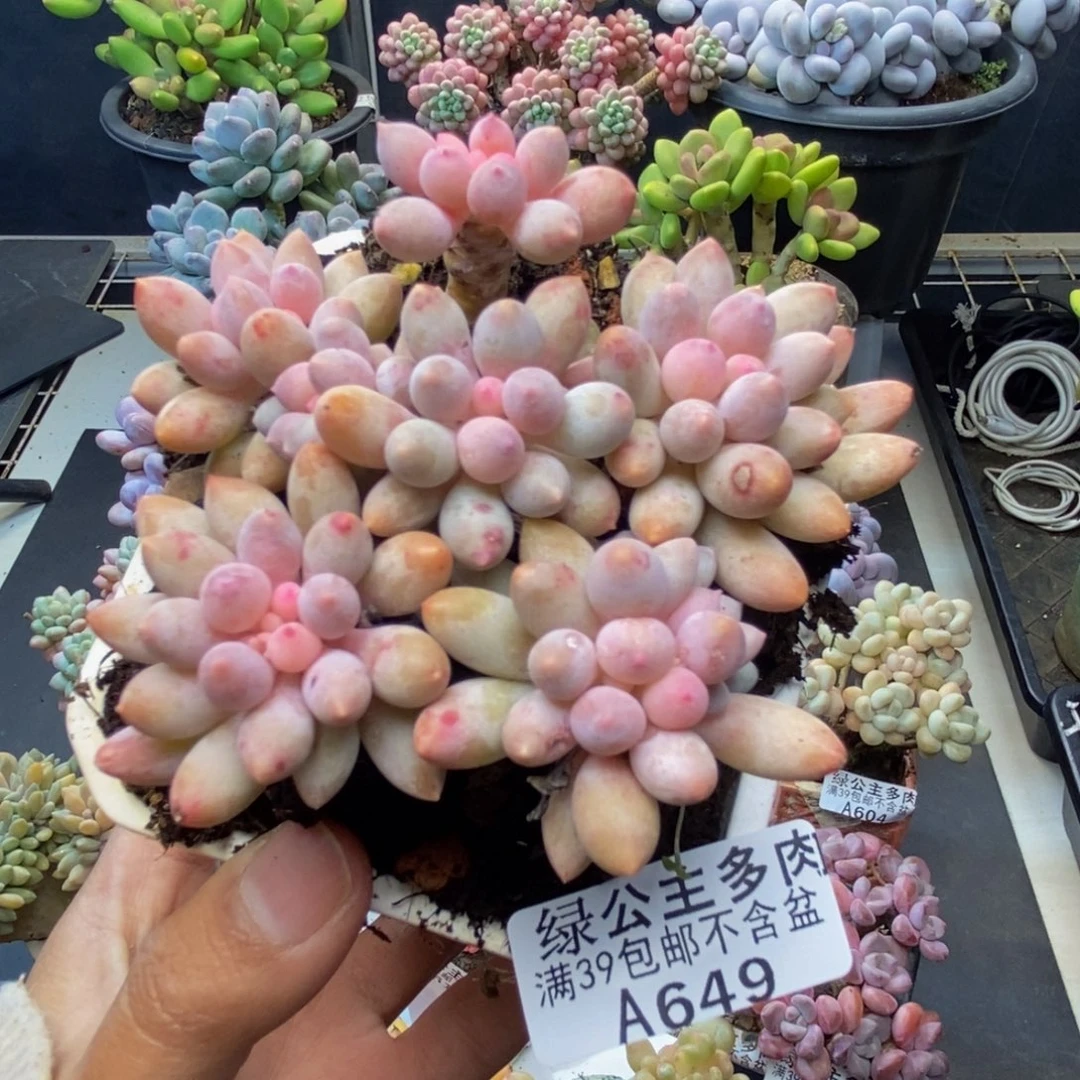 649婴儿手指多肉8c m