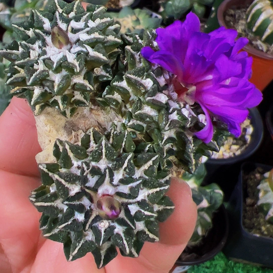 无花朵萝卜根黑牡丹群661