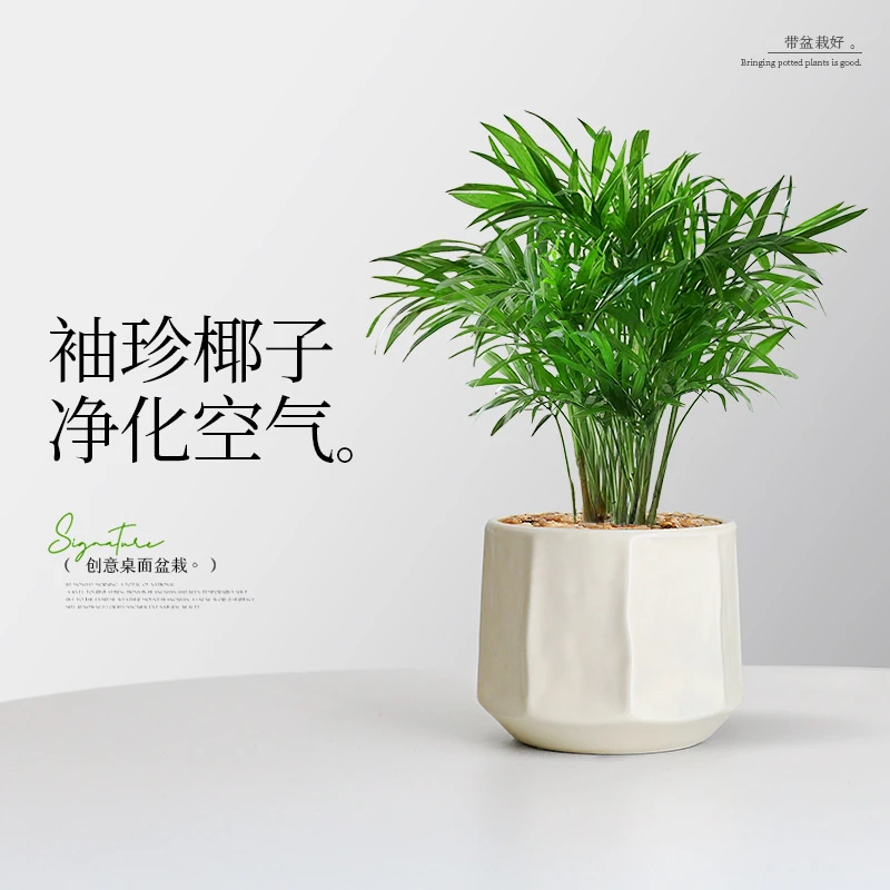 【小森林】袖珍椰子盆栽办公室内桌面好养耐阴植物四季常青小绿植