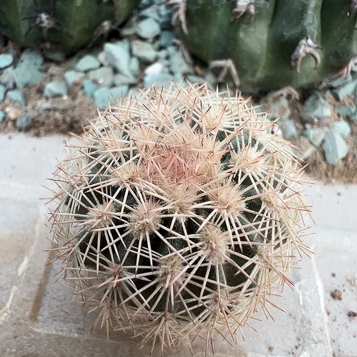 御祺虾。一代侧。