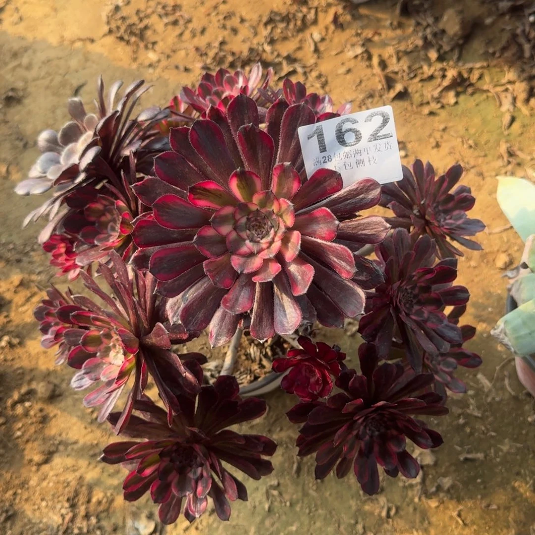 彭****草162号红金刚清棚不包损