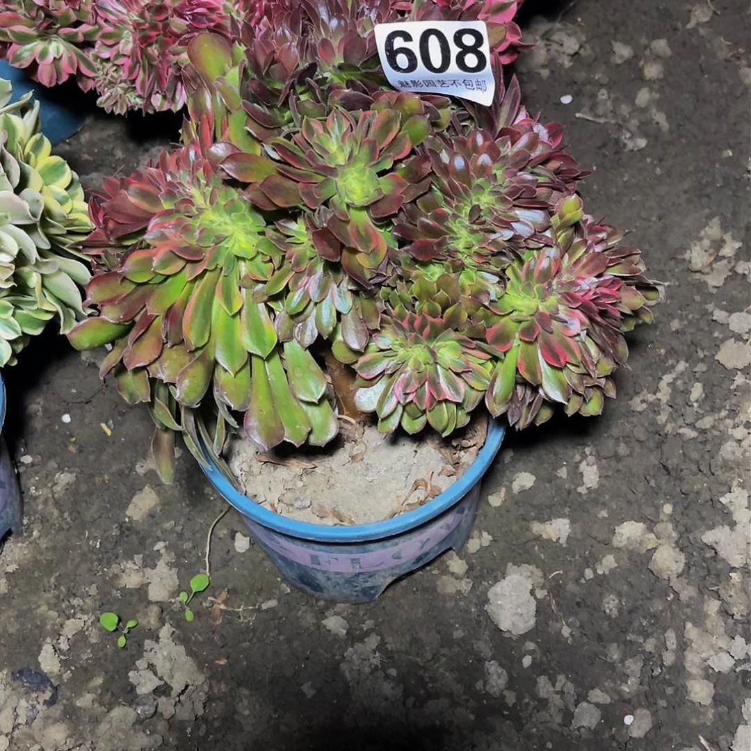 法师法师15–18包邮法师