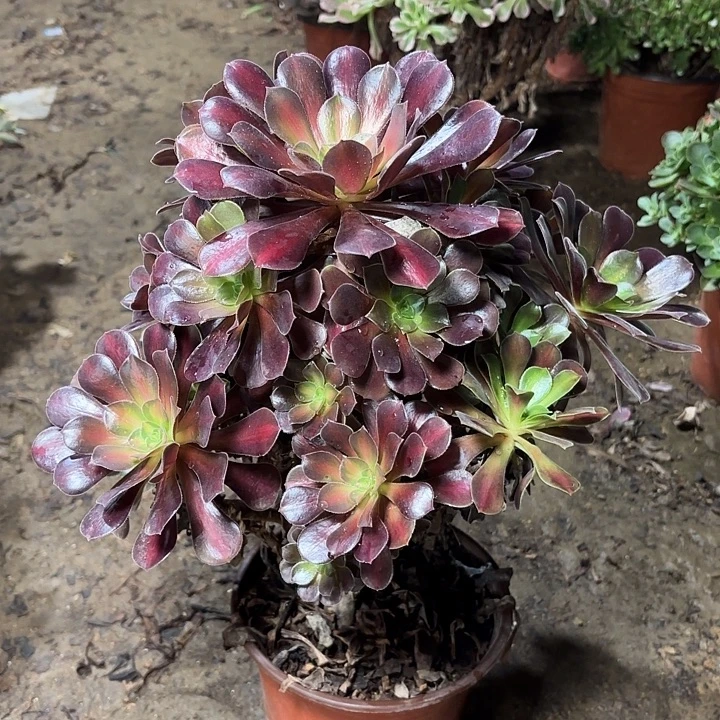 多肉植物法师花娜36