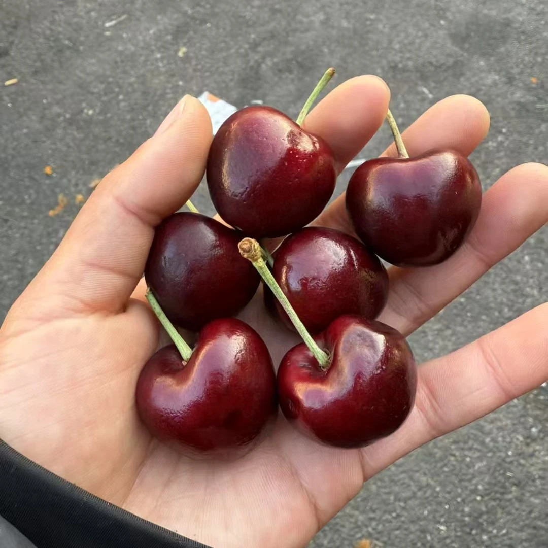 新西兰进口车厘子科迪亚3J4斤新鲜脆甜顺丰空运 内附果径卡