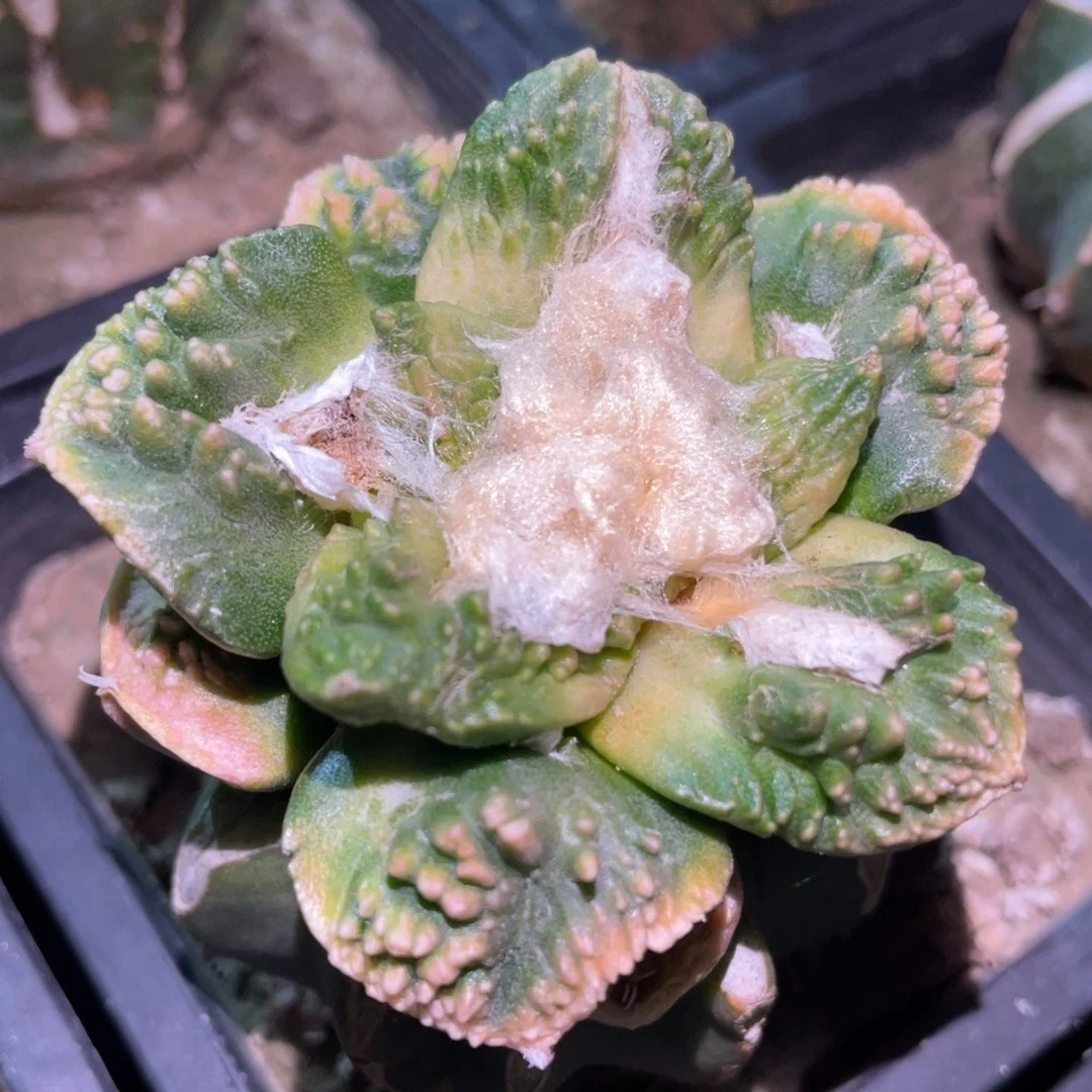 大型菜花牡丹锦 仙人球