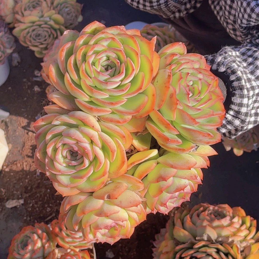 五头晨露一单包邮