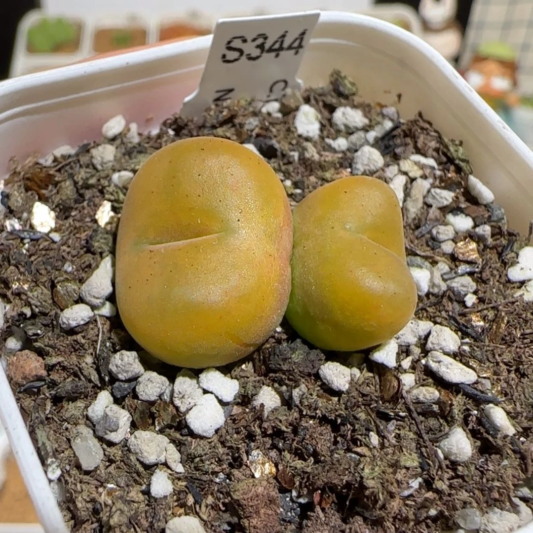肉锥多肉植物组合-优选水蜜桃121
