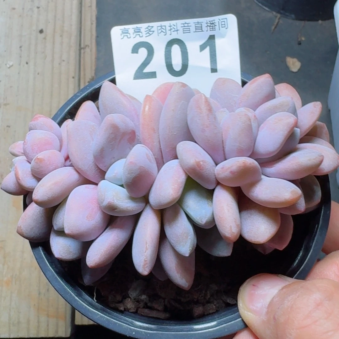 粉兔缀         精品多肉