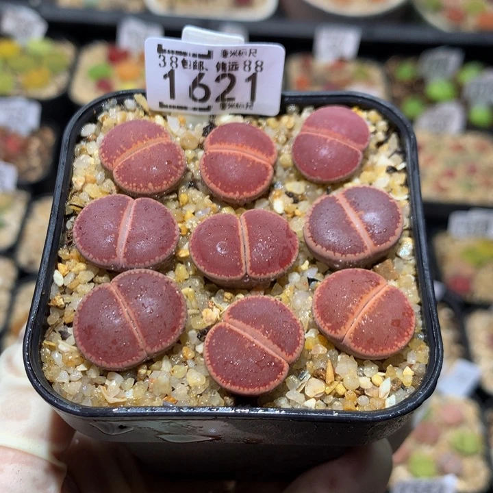 Sss精品生石花1621