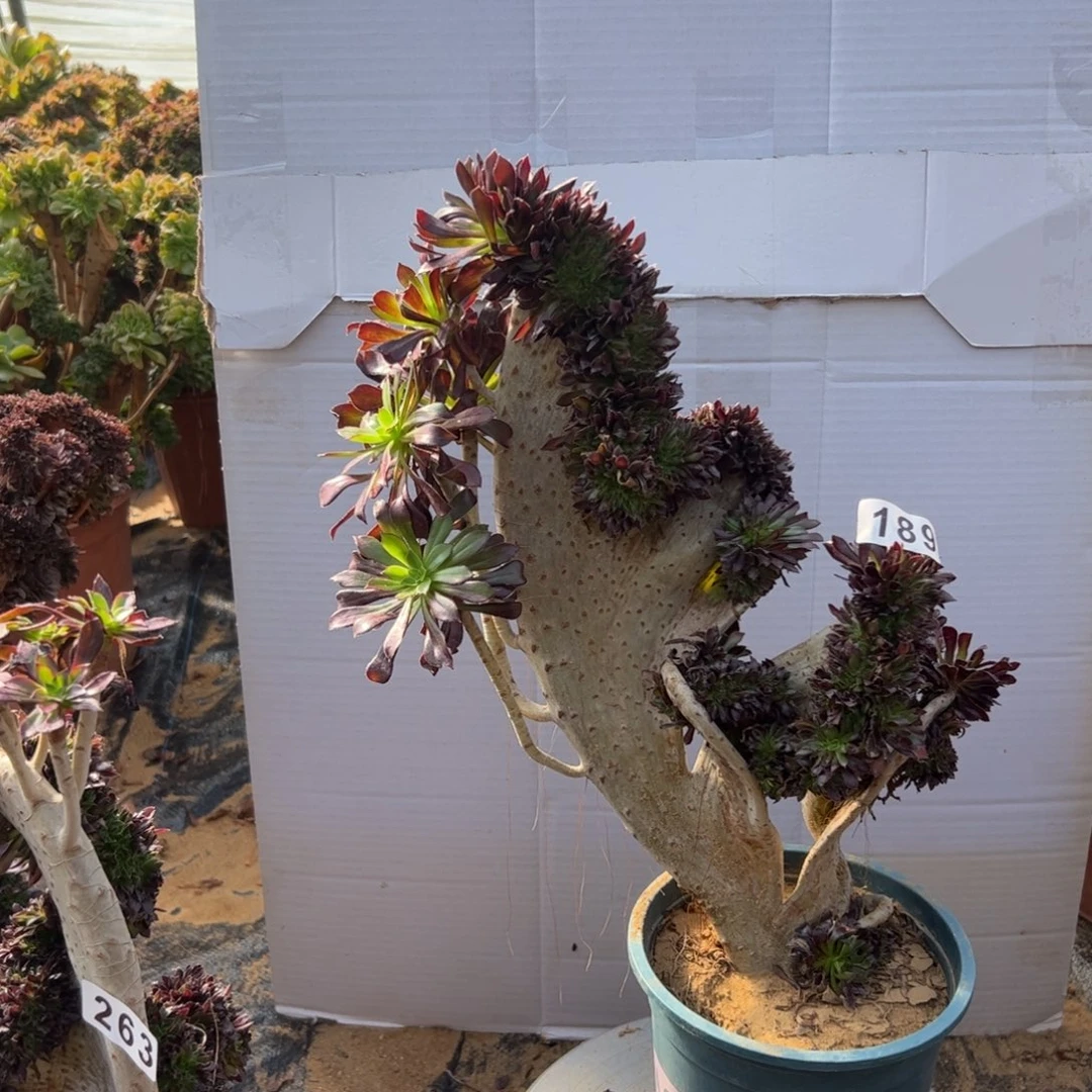 黑**咪黑缀189高37