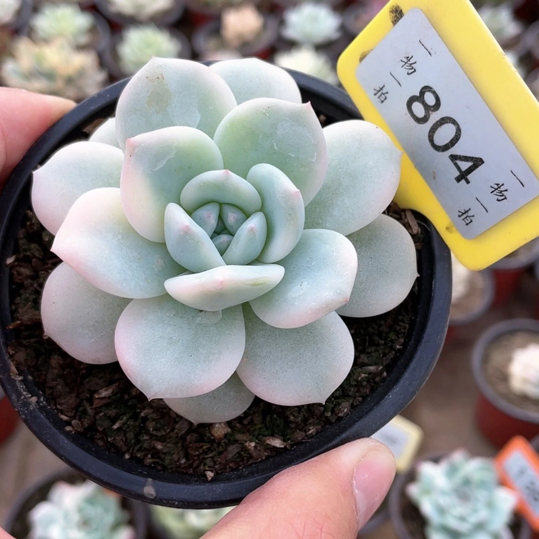 【闪购商品】804号